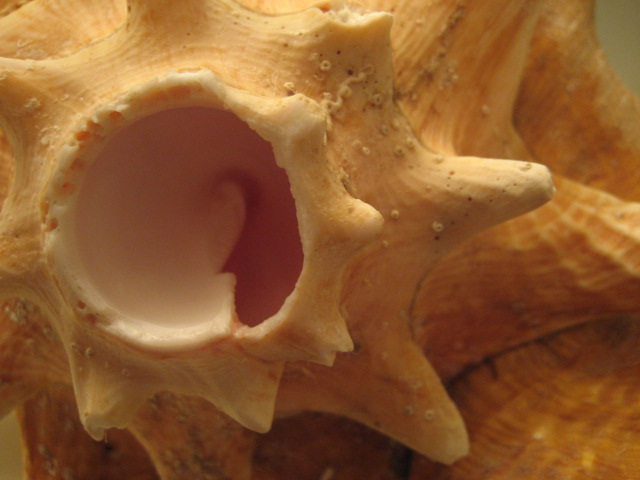 382421301_91eda54096_o