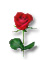 [rose]